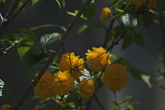 ひっそり片隅で