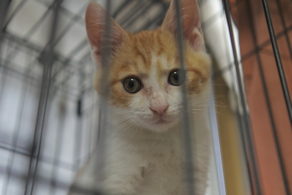 おこわです。よろしく！