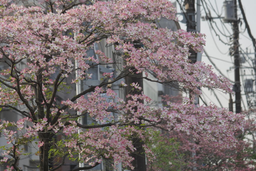 桜?
