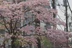 桜?