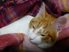 眼を開いていられない