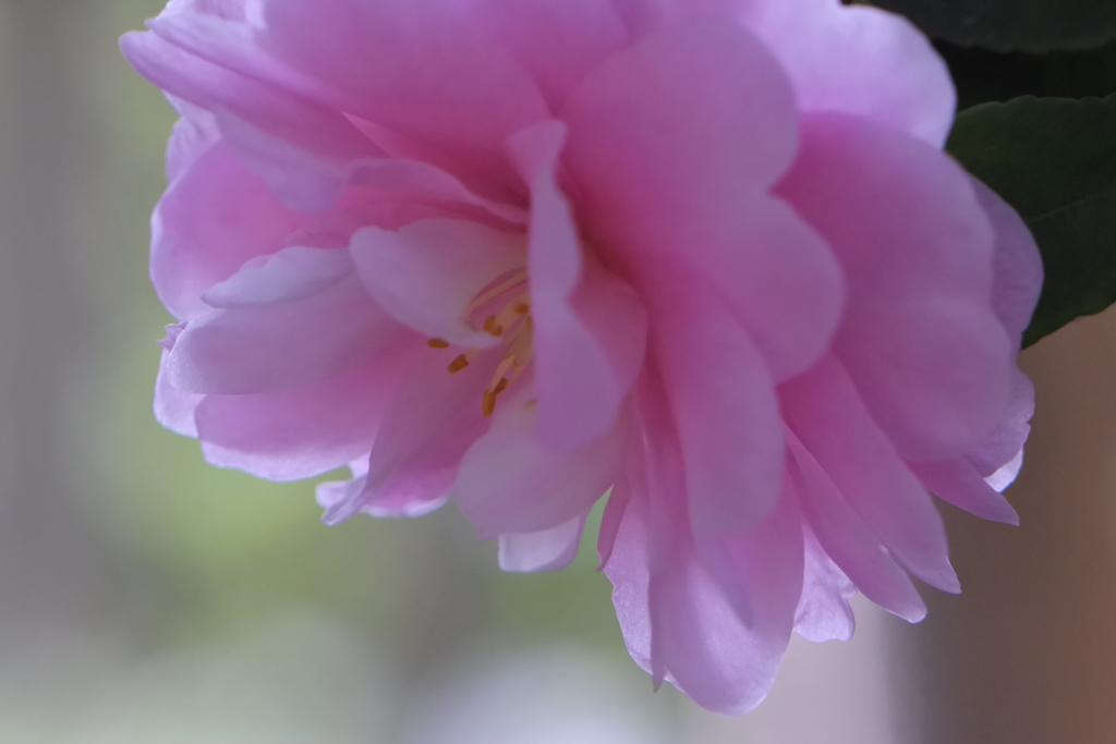 境内に咲く山茶花