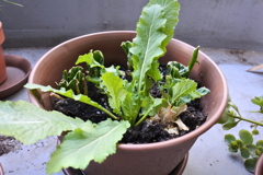 ベランダ菜園　蕪