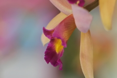 らん展　淡い春色