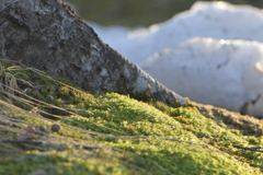 苔と残雪