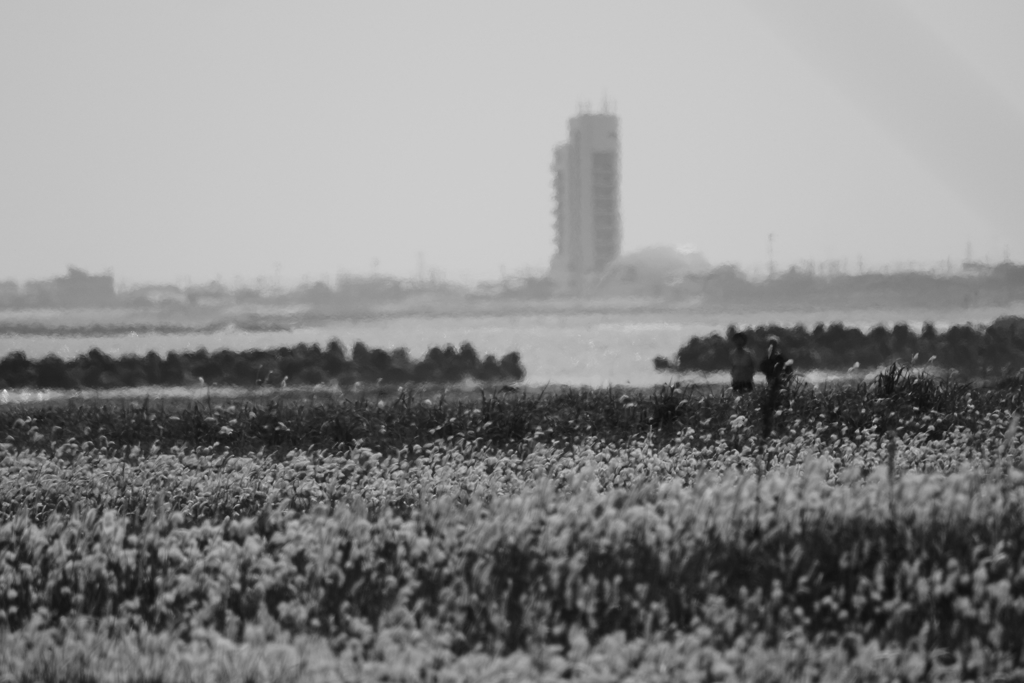 浜辺のもふもふの向こうに