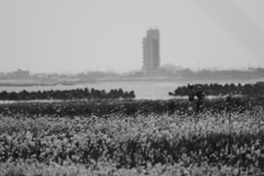 浜辺のもふもふの向こうに