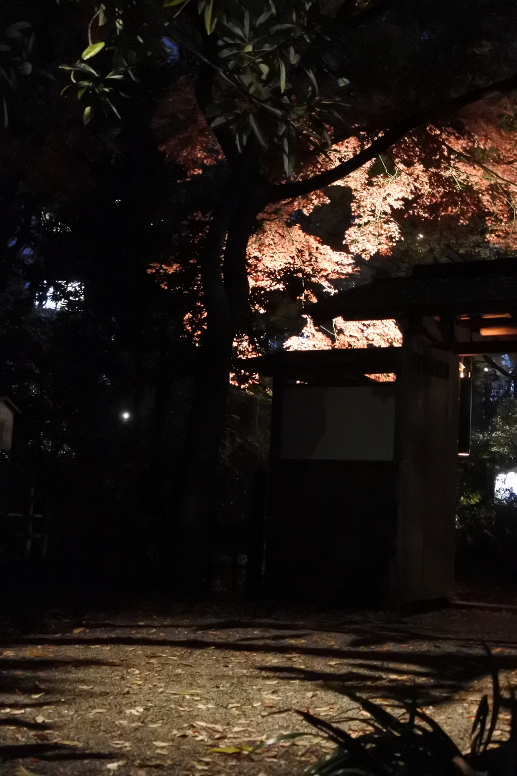 六義園ライトアップ～落ちる影