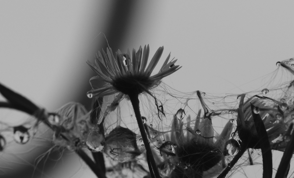 カラメトラレル