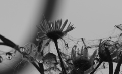 カラメトラレル