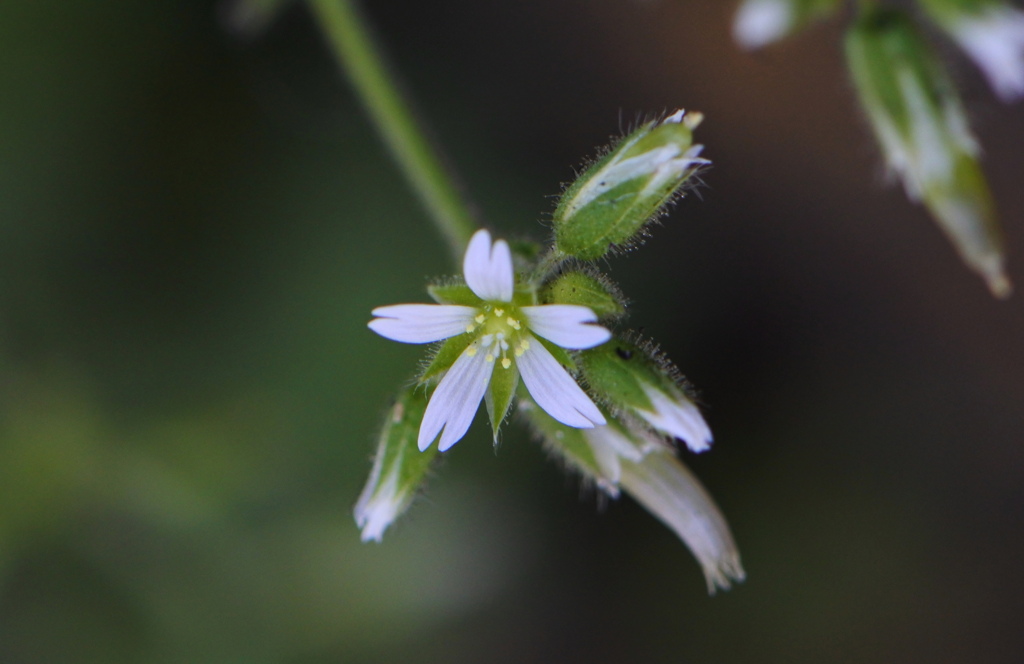 空き地の小さな花たち①