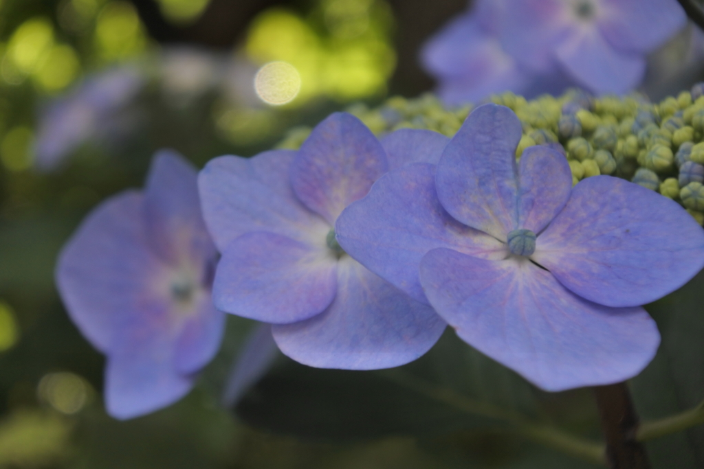 こんなに色づきました。