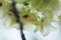 不忍池の鬱金（ウコン）桜