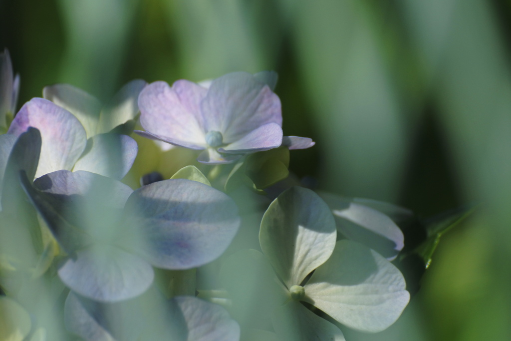 フェンス越しの紫陽花　薄紫