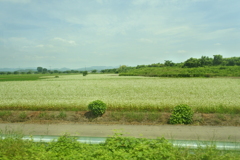 車窓から、そば畑