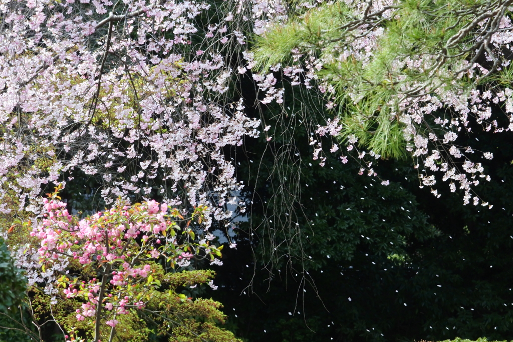 花の散る・・・