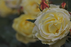 トロピカルシャーベット