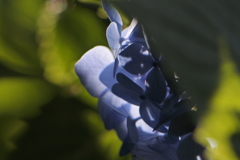 夢心地　ブルー