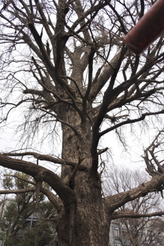都電に乗って～鬼子母神堂のイチョウの木