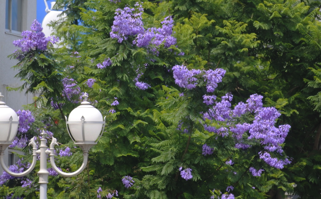 憧れのジャカランダの花