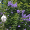 憧れのジャカランダの花