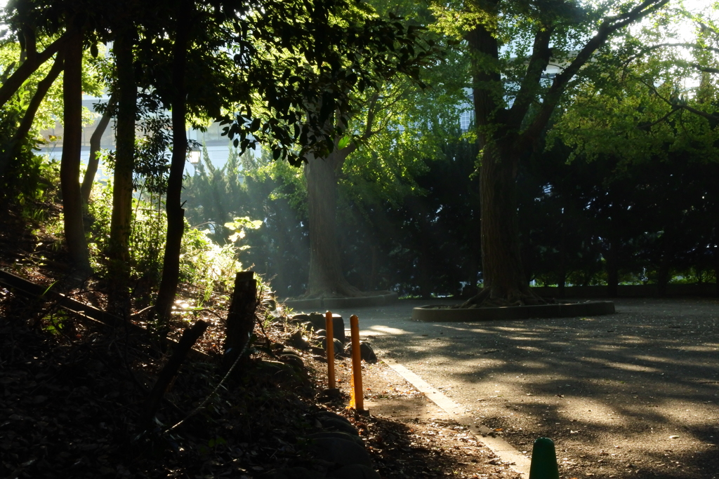 上野公園　午後の日差し