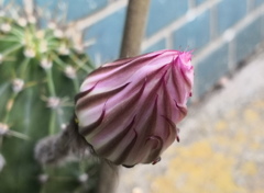 ラズベリーソフトクリーム