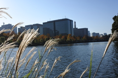 皇居外堀　秋の縁どり