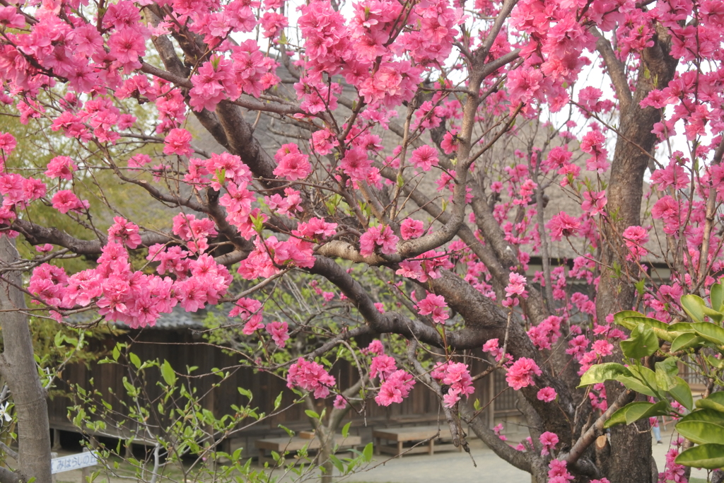 花桃の咲く里の家