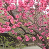 花桃の咲く里の家