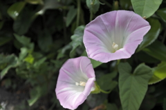 足元からこんにちは