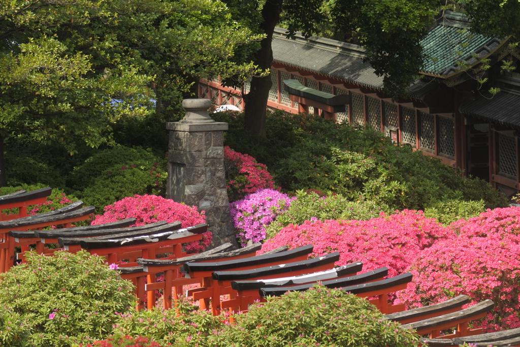 根津神社つつじ３