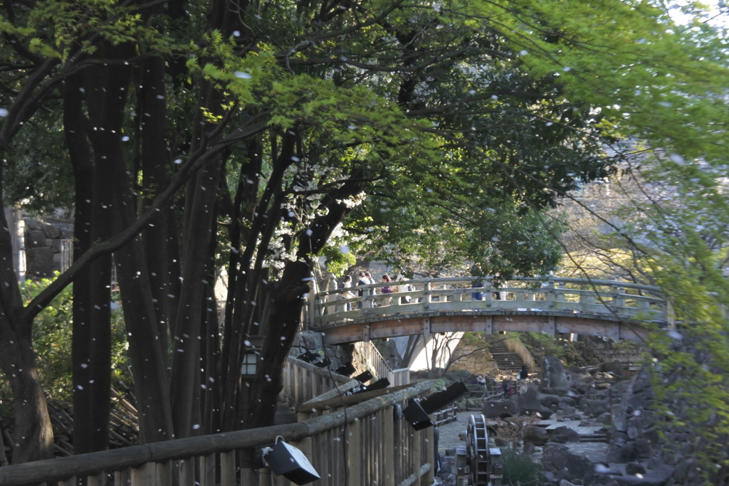 桜散る親水公園２