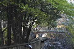 桜散る親水公園２