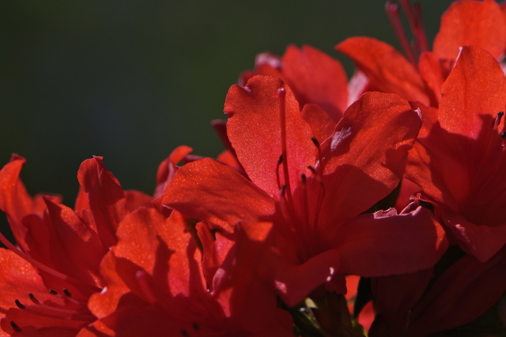 今年最後の花たち