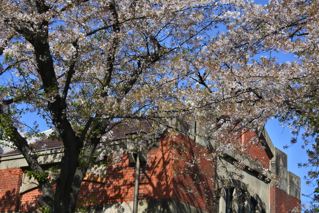 赤煉瓦と桜