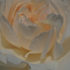 薔薇が咲きました１