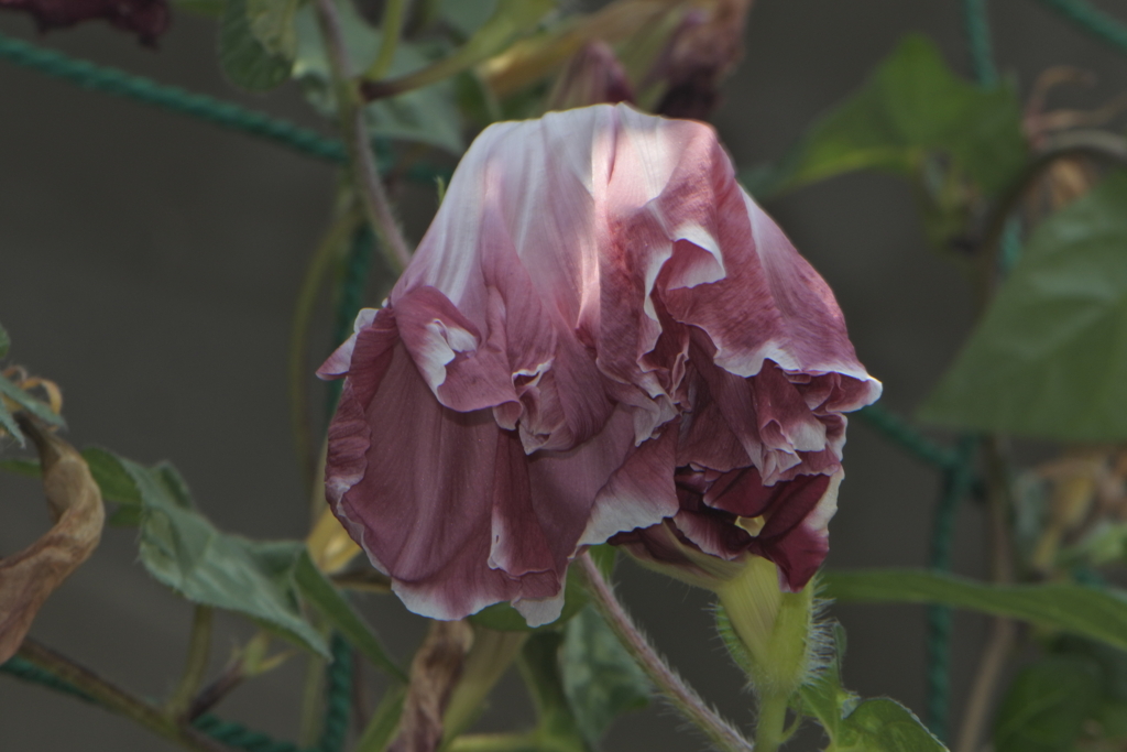 お疲れ様の朝顔