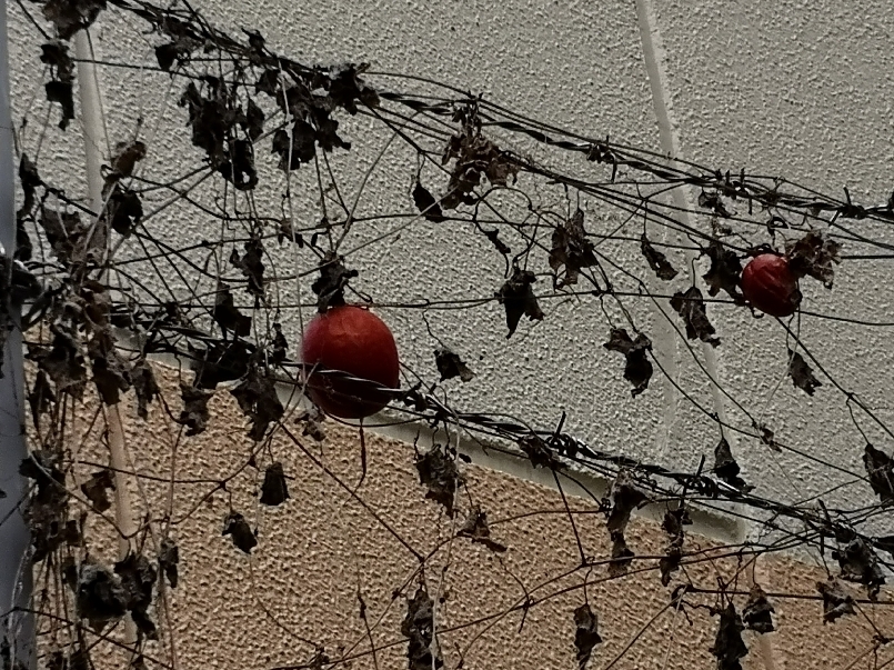 烏瓜の壁