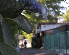 去って行ったまち子