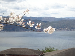 諏訪湖と桜