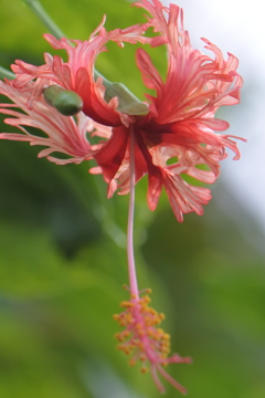 温室の花　バレリーナ