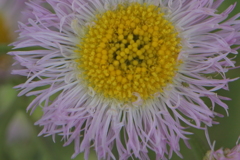 惑星ハルジオン