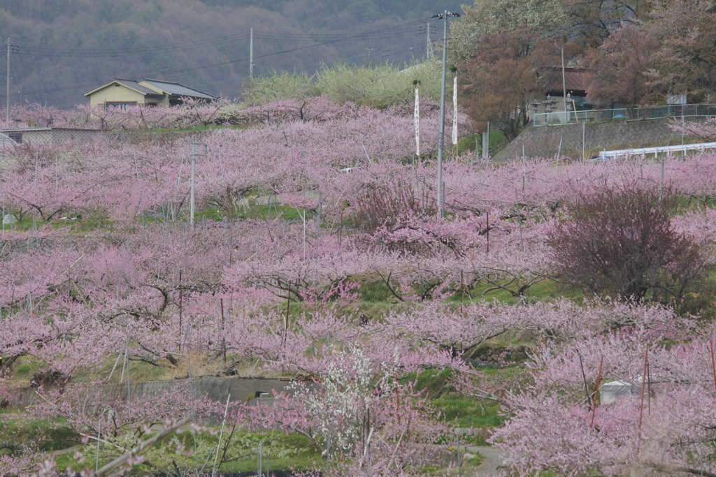 塩山桃源郷　桃畑と日向薬師