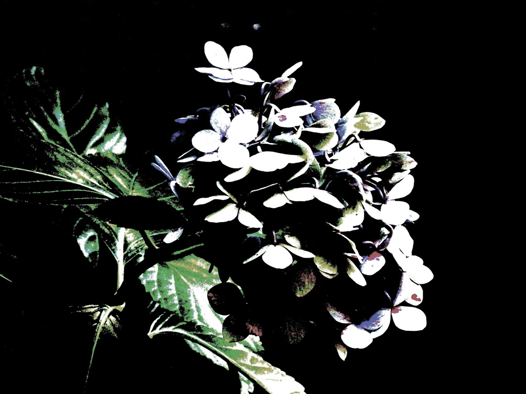 紫陽花