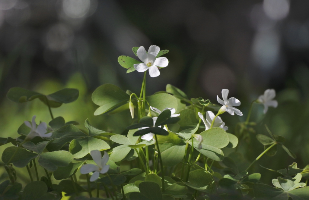 陽だまりに咲く