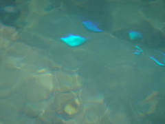 熱帯魚