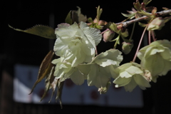 七社神社の御衣黄