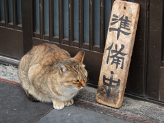 看板猫さん