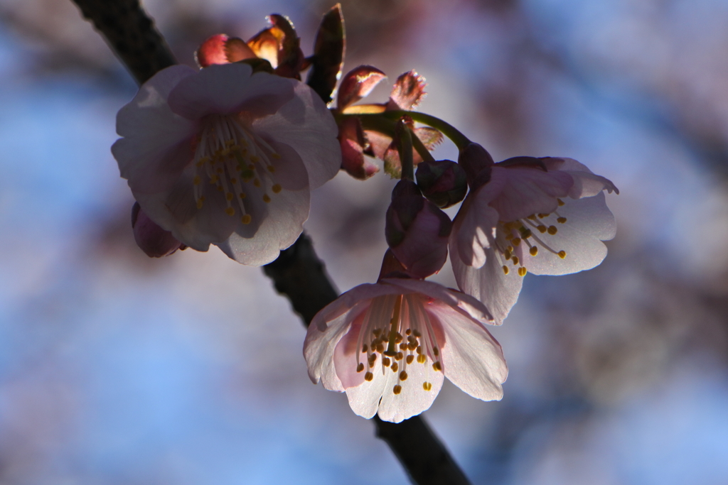 小さな桜葉